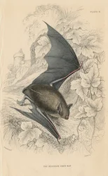 Natterers Fledermaus Myotis nattereri, 1828