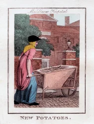 Neue Kartoffeln, Middlesex Hospital, London, 1805