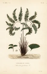 Nördlicher Frauenhaarfarn oder Fünffingerfarn, Adiantum pedatum, Kanadischer Frauenhaarfarn