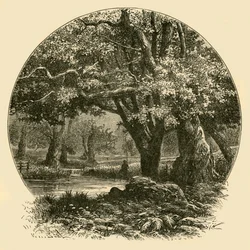 Eichen in Bradgate, 1898