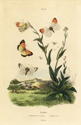 Aurorafalter, Puppe und Raupe 1 und Blaupunkt-Araber, Colotis phisadia phisadia 2