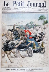Strauße greifen ein Auto an, Kalifornien, USA, 1904