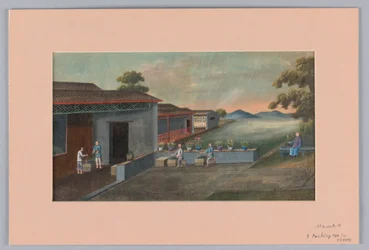 Verpackung von Tee in Kisten, 1890–1910