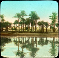 Palmen, die sich im Wasser spiegeln, Indien, späte 19. oder frühe 20. Jahrhundert