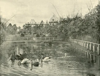 Papyrus-Teich, Botanische Gärten von Brisbane, 1901