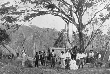 Paraguayische Teesammlung, Paraguay