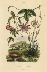 Passionsblume, Passiflora uraniae 1, und Färberwaid, Isatis tinctoria 2