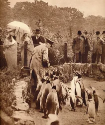 Pinguine auf Parade für den König, 1934-1935