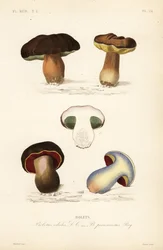 Steinpilz, Boletus edulis, und der Satansröhrling, Suillellus luridus