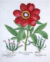 Pfingstrose und zwei Polygone, 1613