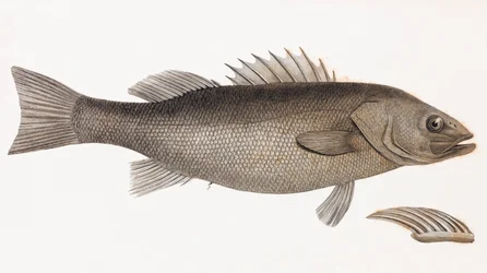 Gestreckter Barsch (Nahaufnahme)