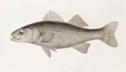 Perche Sinueuse, Nahaufnahme