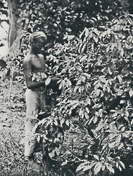 Kaffeeernte, 1916