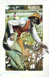 Baumwollpflücken, USA, Postkarte, ca. 1900