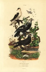 Taubenvarianten: Hirondelle, Glouglou Tambour, Polonais