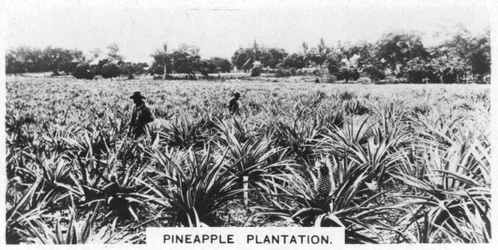Ananasplantage, Australien