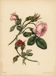 Rosa und scharlachrote Moosrosenknospen, Schönheit, Liebe und Poesie