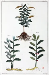 Medizinische Pflanzen, China