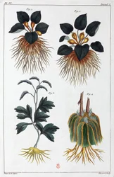 Medizinische Pflanzen, China