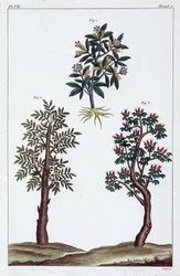 Medizinische Pflanzen, China