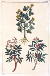 Medizinische Pflanzen, China