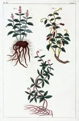 Medizinische Pflanzen, China