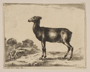Hirsch, aus Verschiedene Tiere, nach 1641