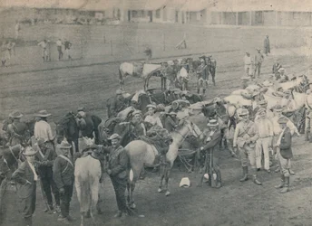 Plumers Pferd, c1900