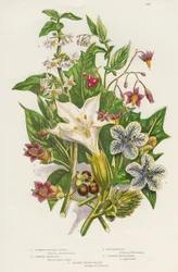 Giftige Pflanzen, um 1885