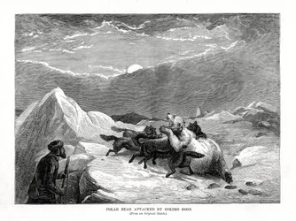 Eisbär von Eskimohunden angegriffen, 1877