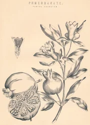 Granatapfel, 19. Jahrhundert