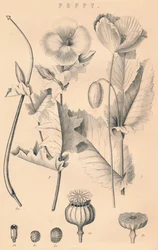 Mohnblume, 19. Jahrhundert