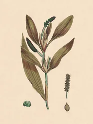 Potamogeton rufescens. Rötliches Laichkraut, 19. Jahrhundert