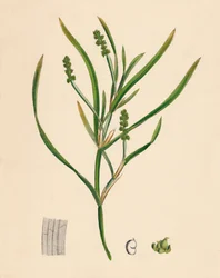 Potamogeton zosterifolius. Grasartige Teichpflanze, 19. Jahrhundert