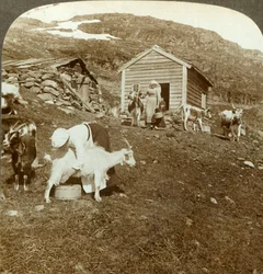 Hübsche norwegische Mädchen hüten Kühe und Ziegen auf den Haukeli-Bergen, Norwegen, ca. 1905