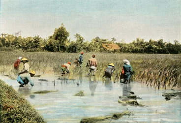 Recolte Du Riz, Reisernte, 1900