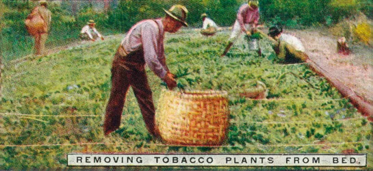 Tabakpflanzen aus dem Beet entfernen, 1926