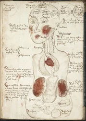 Darstellung einer aristotelischen Theorie des Bewusstseins aus: De corpore et anima