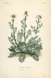 Römische Kamille, Chamaemelum nobile