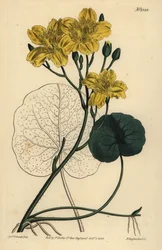 Fieberklee, Menyanthes sarmentosa