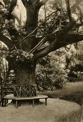 Rustikale Behandlung. - Sommerhaus in einem Baum, ein ideales Teehaus, 1920