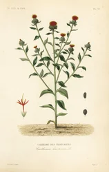 Färberdistel
