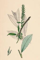 Salix phylicifolia, var. radicans. Teeblättrige Weide, var. a., 19. Jahrhundert