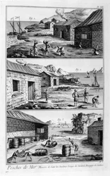 Salzen, Waschen, Verpacken von Sardinen, 1751-1777