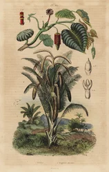 Sandbüchsenbaum und Sagopalme