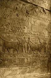 Saqqara - Grab des Ptahotep - Wanddekoration