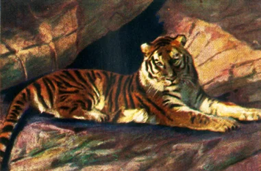 Sibirischer Tiger, ca. 1928