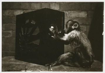 Kleiner Affe spielt mit den Knöpfen eines Radios, aufgenommen von einem unbekannten Fotografen um 1935