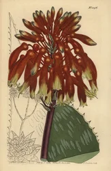 Seifenaloe oder Zebra-Aloe, Aloe maculata
