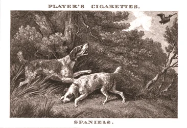 Spaniels, 1924